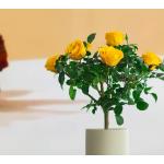 Preserved Rose Potted Plant